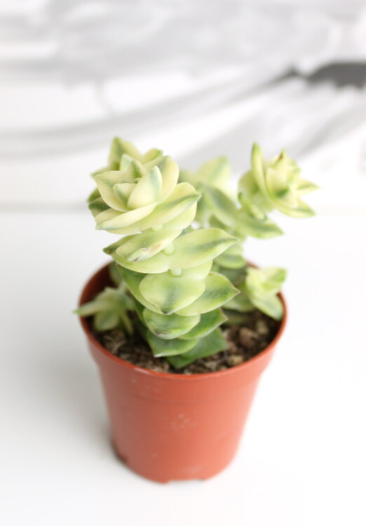 Крассула перфората вариегата ⌀5 