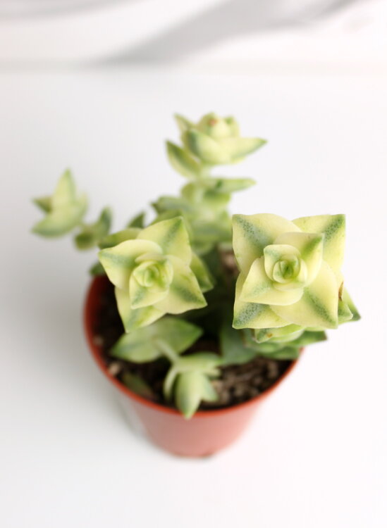 Крассула перфората вариегата ⌀5 