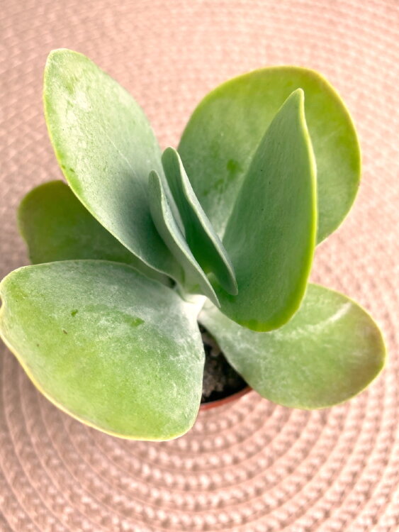 Каланхоэ Тирсифлора ⌀5 