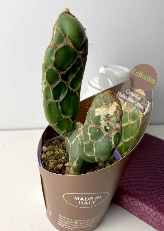 Опунция Ретикулата Кобра ⌀6 