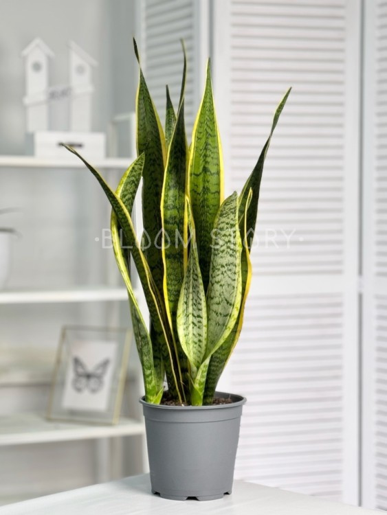 Сансевиерия Лауренти ⌀19 80 см 