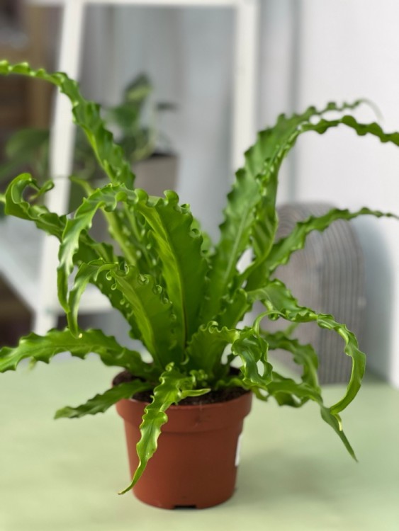 Асплениум Антикум Осака ⌀12 25 см 