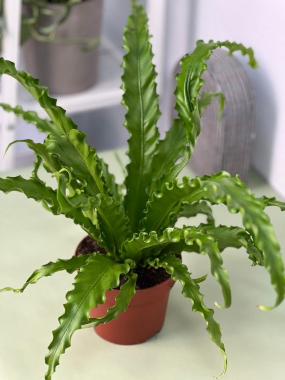 Асплениум Антикум Осака ⌀12 25 см 