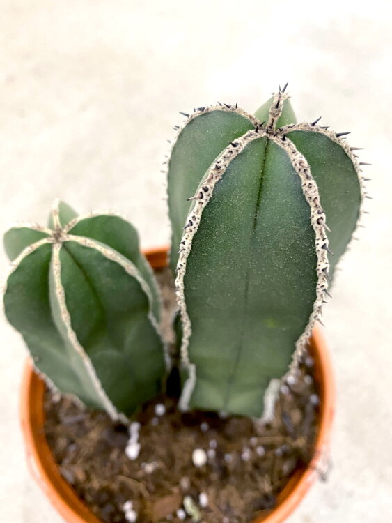 Маргинатоцереус ⌀17 35 см 