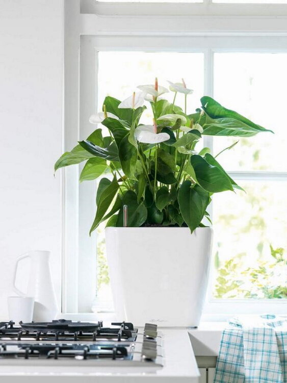 Кашпо Lechuza Quadro LS белое 