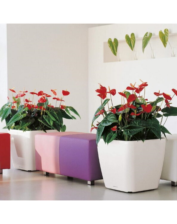 Кашпо Lechuza Quadro LS белое 