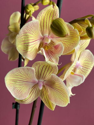 Орхидея Фаленопсис Стар Шайнинг Биг Лип 2 ст