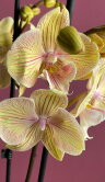 Орхидея Фаленопсис Стар Шайнинг Биг Лип 2 ст 