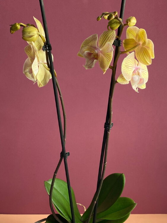 Орхидея Фаленопсис Стар Шайнинг Биг Лип 2 ст 