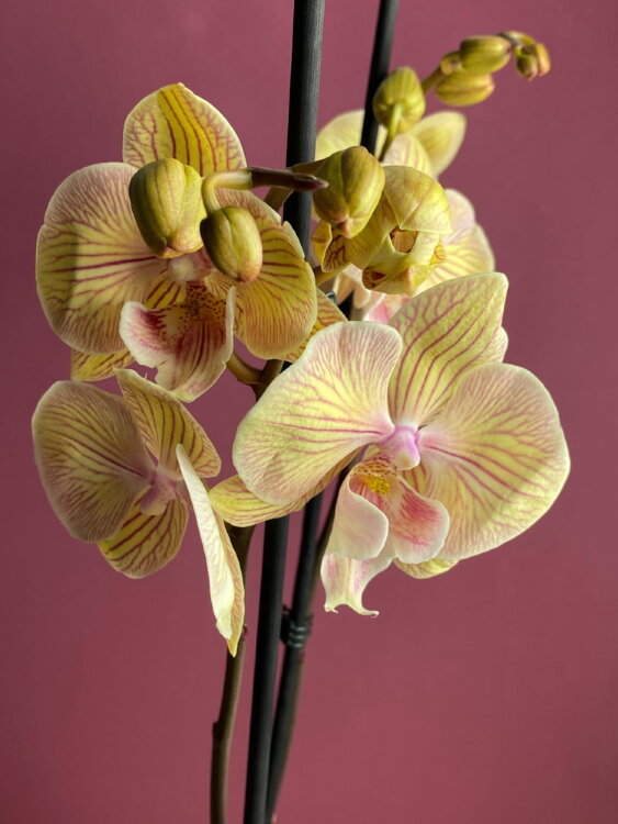 Орхидея Фаленопсис Стар Шайнинг Биг Лип 2 ст 