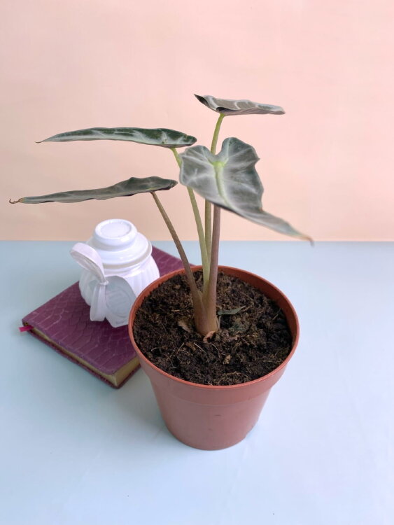 Алоказия Бамбино ⌀12 30 см 