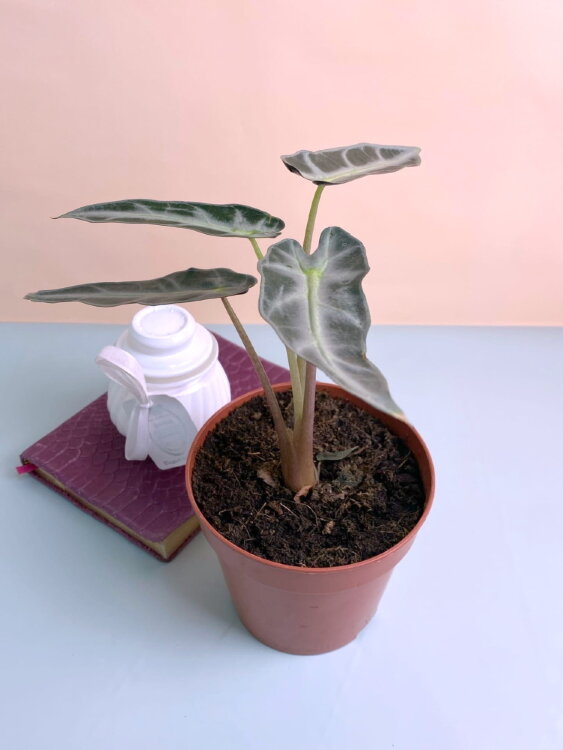 Алоказия Бамбино ⌀12 30 см 