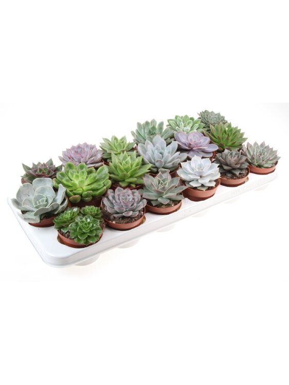 Эхеверия микс ⌀8 18 шт 