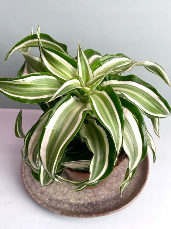 Драцена Фрагранс Джейд Джевел ⌀12 20 см 