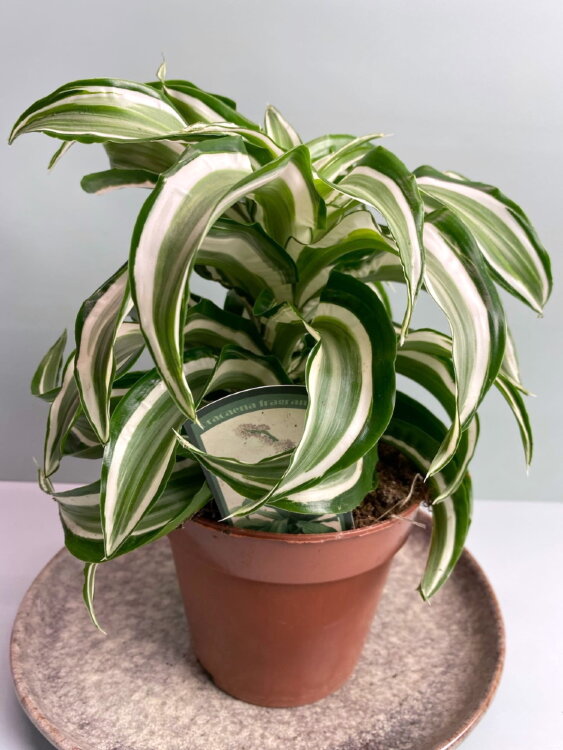 Драцена Фрагранс Джейд Джевел ⌀12 20 см 