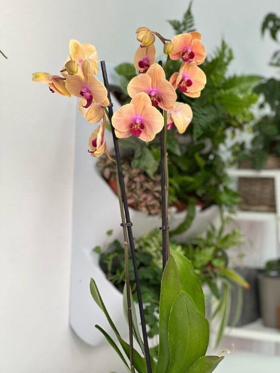 Орхидея фаленопсис Карибиан Дрим ⌀12 60 см 