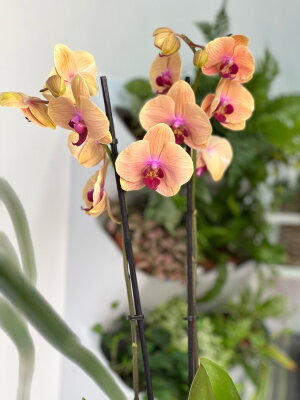 Орхидея фаленопсис Голден Бьюти ⌀12 60 см