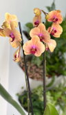 Орхидея фаленопсис Карибиан Дрим ⌀12 60 см 