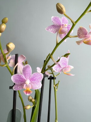 Орхидея фаленопсис Литл Стар ⌀9 30 см