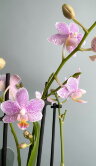 Орхидея фаленопсис Литл Стар ⌀9 30 см 