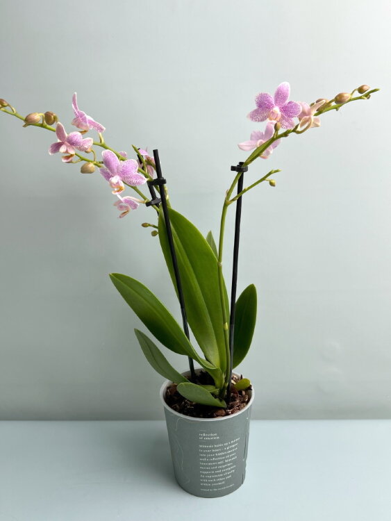 Орхидея фаленопсис Литл Стар ⌀9 30 см 