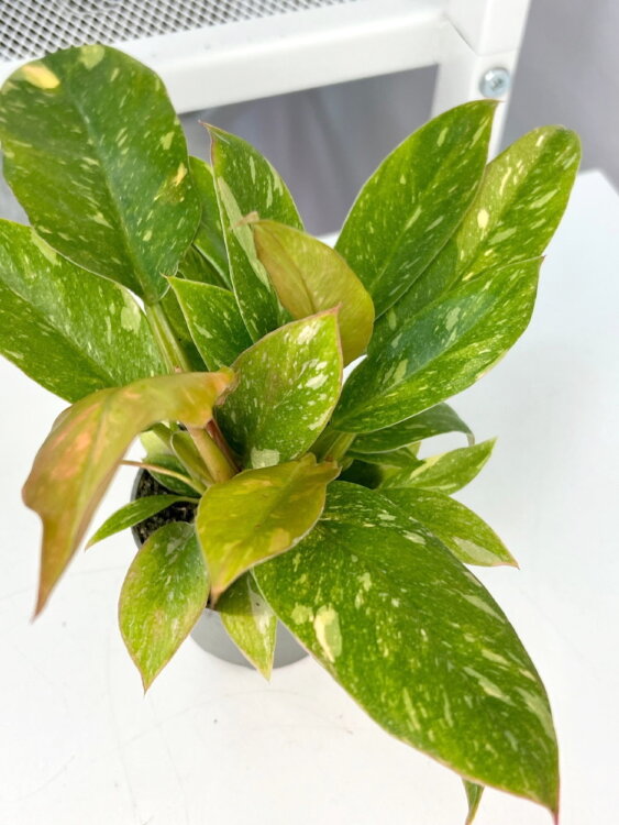 Филодендрон Нэрроу Ринг Оф Файер ⌀6 15 см 