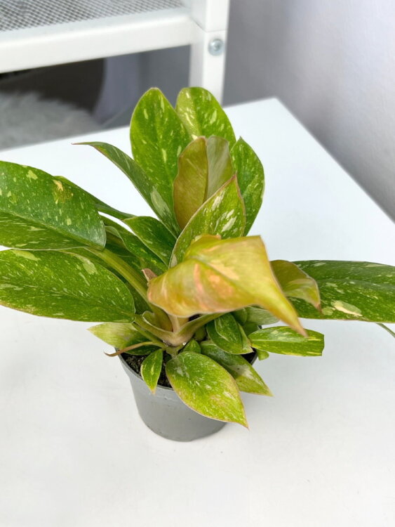 Филодендрон Нэрроу Ринг Оф Файер ⌀6 15 см 