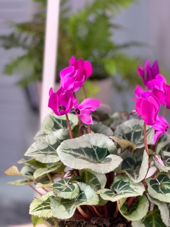 Цикламен фиолетовый ⌀12  Цикламен фиолетовый ⌀12