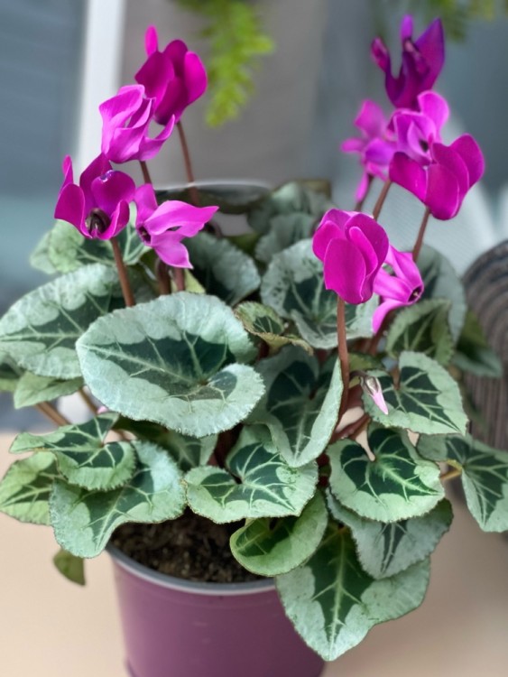 Цикламен фиолетовый ⌀12  Цикламен фиолетовый ⌀12