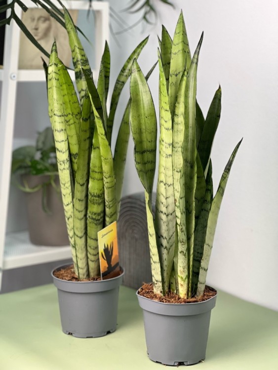 Сансевиерия Спеарминт ⌀12 40 см 