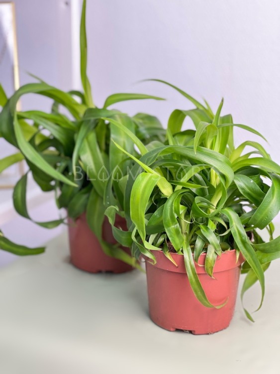 Хлорофитум Бонни Грин ⌀12 25 см  Хлорофитум Бонни Грин ⌀12 25 см