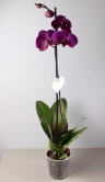 Орхидея Фаленопсис фиолетовая 1 ст 