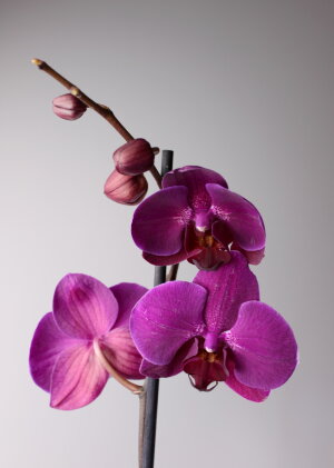 Орхидея Фаленопсис фиолетовая 1 ст