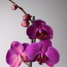 Орхидея Фаленопсис фиолетовая 1 ст 
