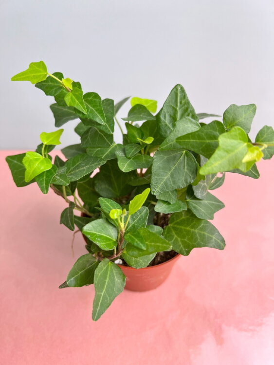 Хедера хеликс Анна ⌀9 15 см  Хедера хеликс Анна ⌀9 15 см