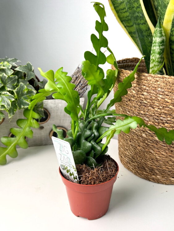 Эпифиллум Ангулигер ⌀9 