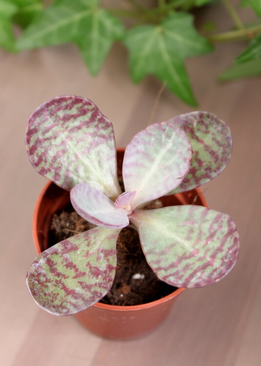 Каланхоэ Фигуередои ⌀5 