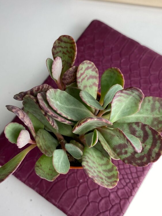 Каланхоэ Фигуередои ⌀5 