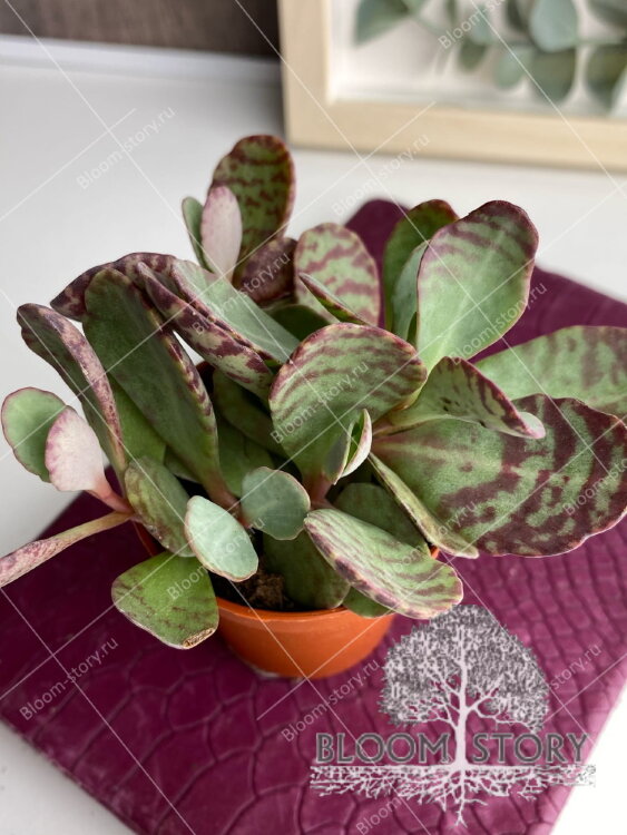 Каланхоэ Фигуередои ⌀5 