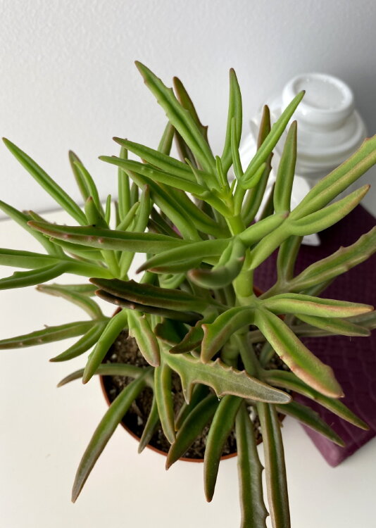 Каланхоэ Спайдер Грин ⌀8 