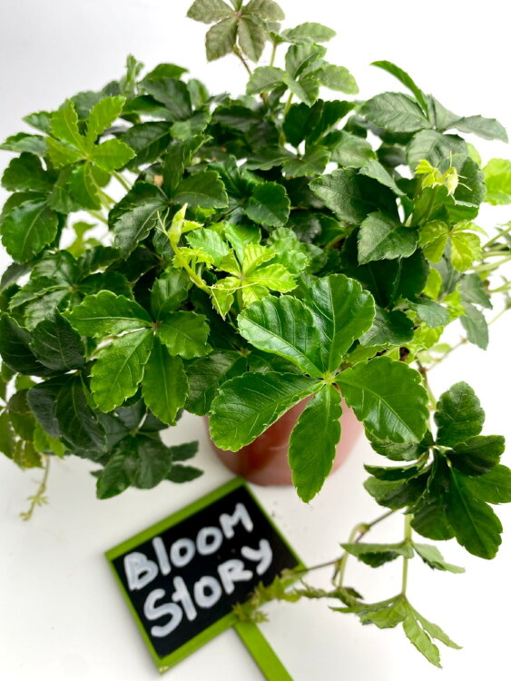 Партеноциссус Инсерта Стриата ⌀12 