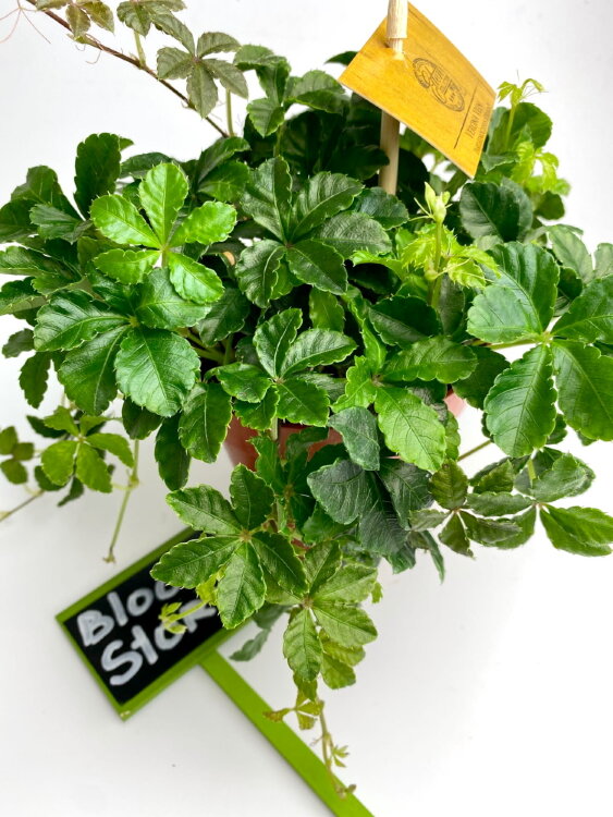 Партеноциссус Инсерта Стриата ⌀12 