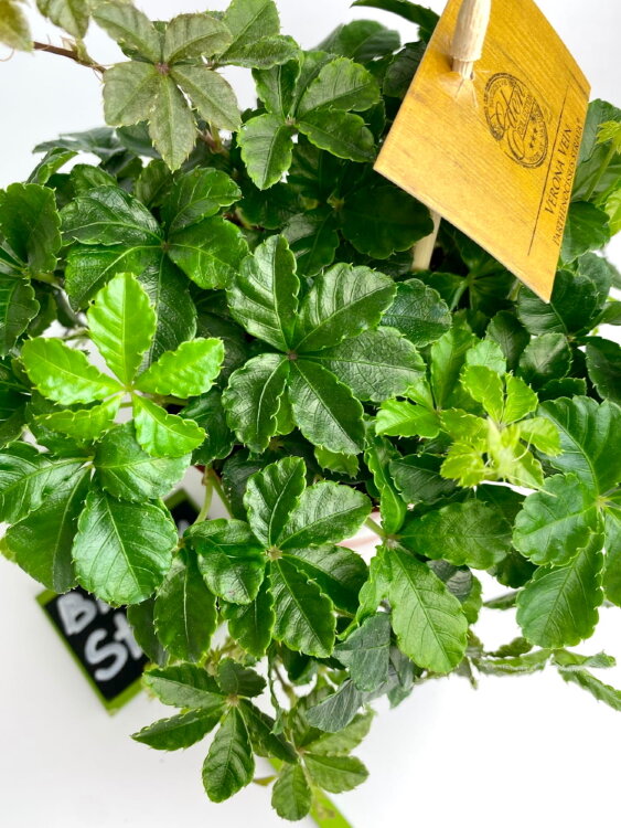 Партеноциссус Инсерта Стриата ⌀12 