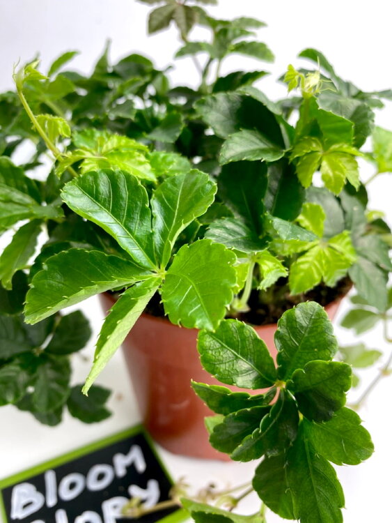 Партеноциссус Инсерта Стриата ⌀12 