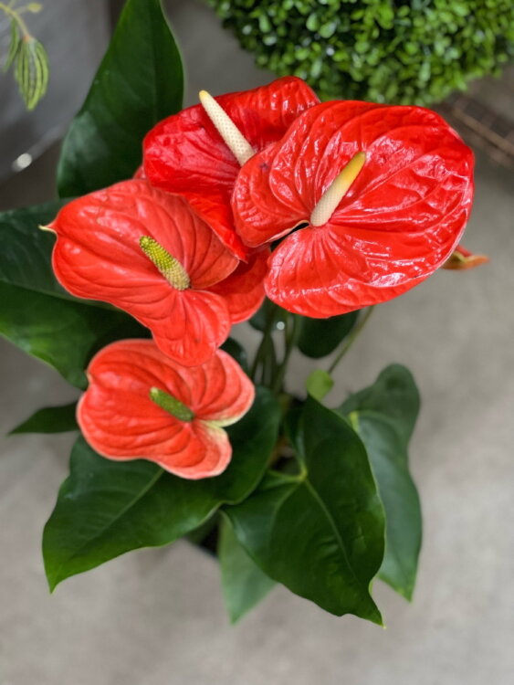 Антуриум Небраска ⌀17 65 см 