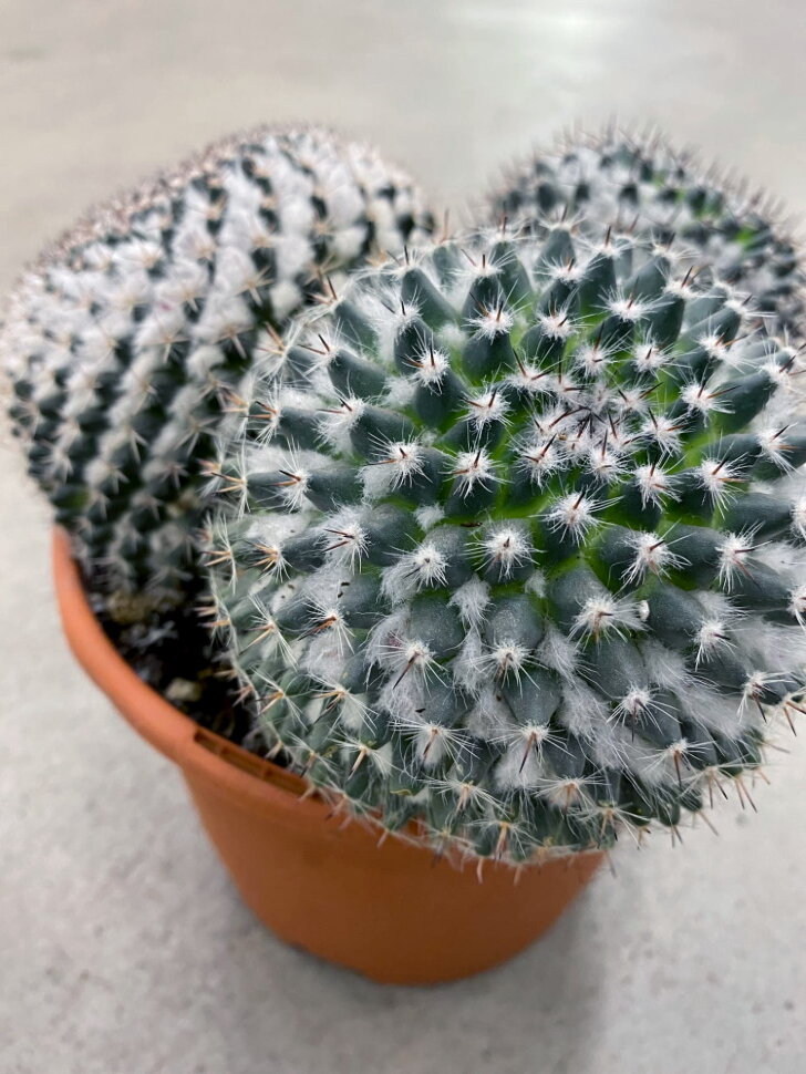 Маммиллярия Ханиана Mammillaria