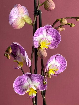 Орхидея Фаленопсис Пиано Бразил 2 ст