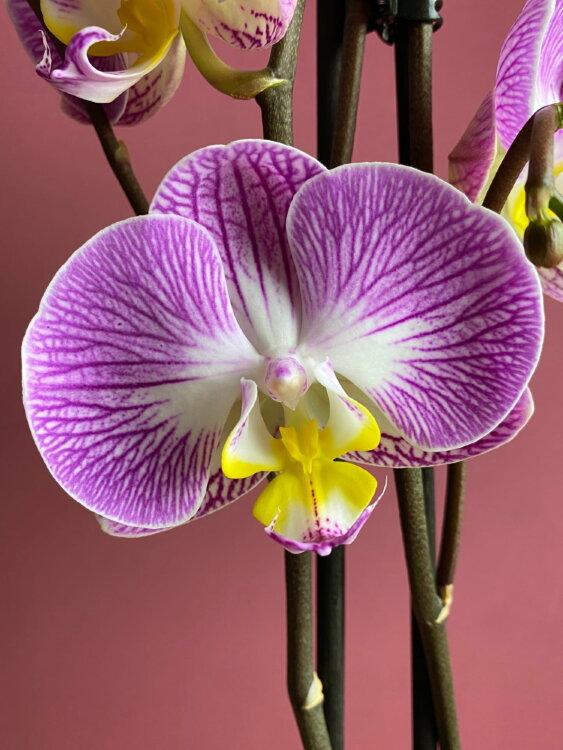 Орхидея Фаленопсис Пиано Бразил ⌀12 60 см 