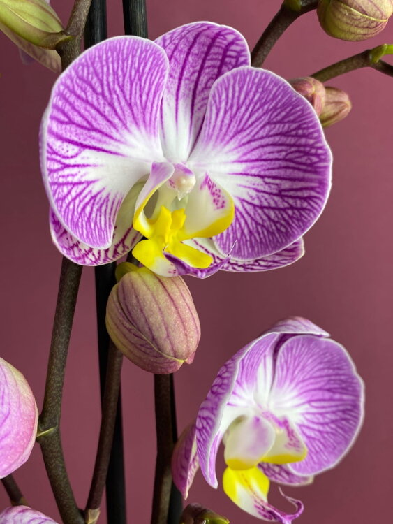 Орхидея Фаленопсис Пиано Бразил ⌀12 60 см 