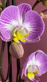 Орхидея Фаленопсис Пиано Бразил 2 ст 